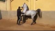 اسب عرب