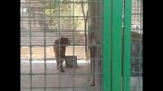 گربه سان عجیب و زیبا در باغ وحش مشهد ( وکیل آباد )