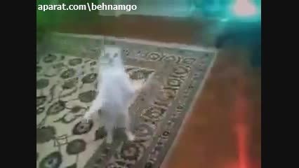رقص گربه.ته خنده :))
