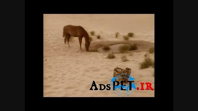 فیلم اسب عرب