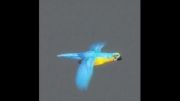 Reference برای متحرک سازی( Parrots 3D  )