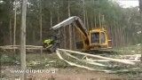 قطع درختان با دستگاه های پیشرفته و حرفه ای