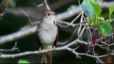 آواز دلنشین پرنده