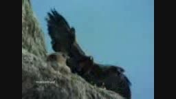 عقابی که با چنگال هایش بزی را بلند می کند