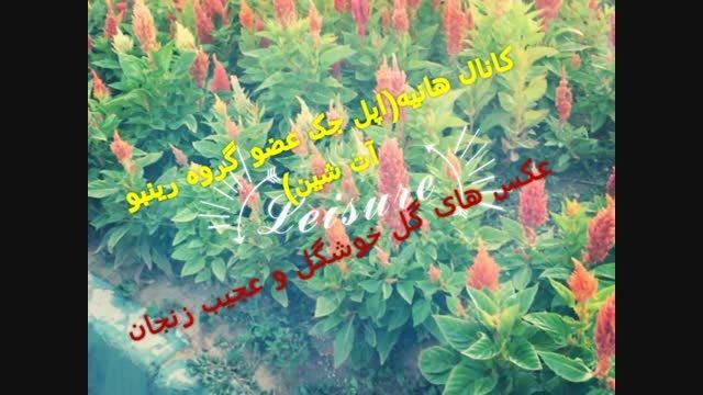 گل های عجیب و خوشگل شهر زنجان