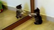 گربه دربرابر آینه