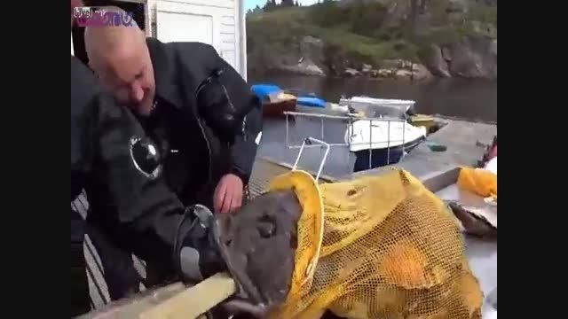 ماهی می خواست دست ماهیگیر را بخورد+فیلم ویدیو کلیپ