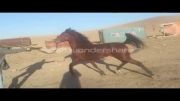 اسب کرد کیسان اردبیل