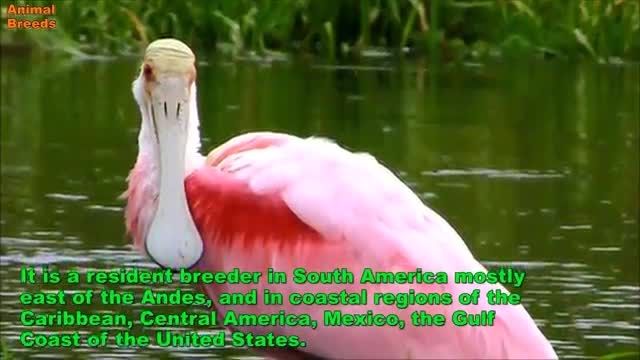 10 پرنده برتر زیبایی و رنگی شناخته شده