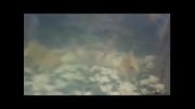 فیلمبرداری گوشی سونی Z1 در زیر آب
