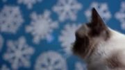 تریلر فیلم کمدی Grumpy Cat’s Worst Christmas Ever 2014