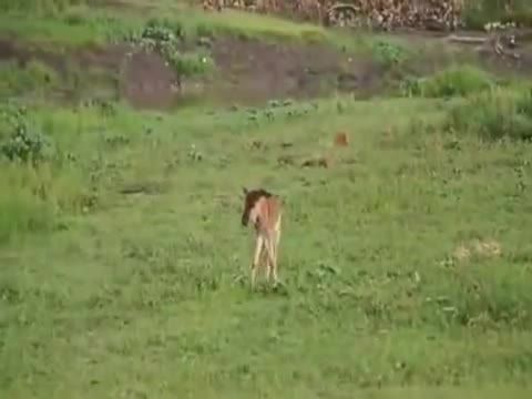 کلیپی زیبا ازحمایت یک شیر درنده ازبچه گوزن دربرابرشیرها