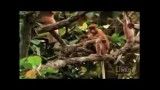 میمون های خرطوم دار