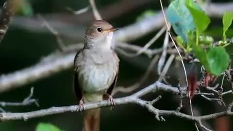 آواز بسیار زیبای پرنده