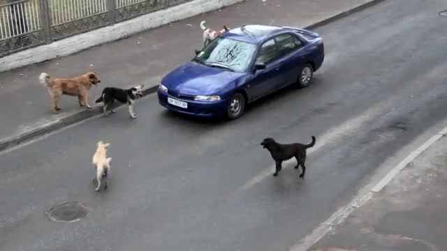 حمله سگ ها به ماشین - Dogs attack on car - هجوم الكلاب