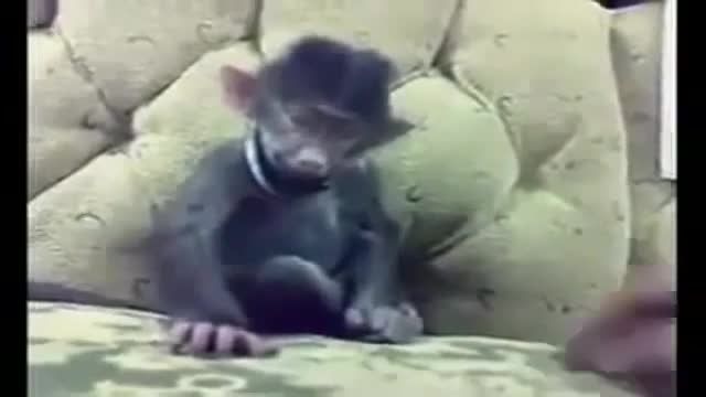 قلقلک دادن میمون در خواب!تازه حرفم میزنه!!!!!