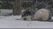 پاندا هایی که برای اولین بار ، برف میبینند !!!