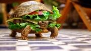 این همبرگره یا لاکپشت؟؟؟؟؟؟