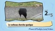 آموزش فرانسه با ویدیو 6 (پرنده ها)