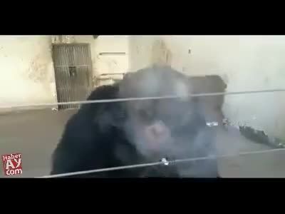 میمون در حال کشیدن سیگار!!! ته خندبازار خخخخخخخخخخ
