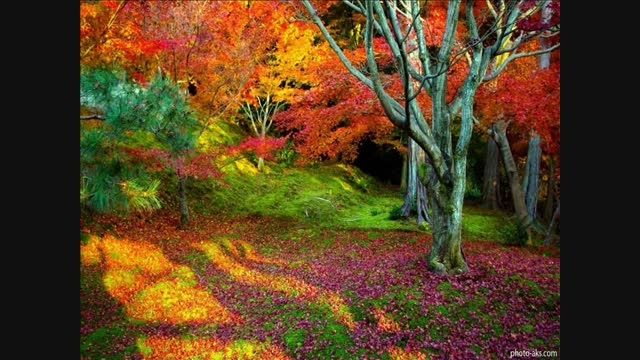پاییز هزار رنگ