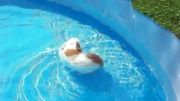 شنا کردن خوکچه هندی !!!
