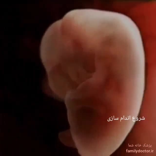 رویان و جنین و اندام سازی جنین
