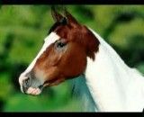 تصاویری زیبا از اسب