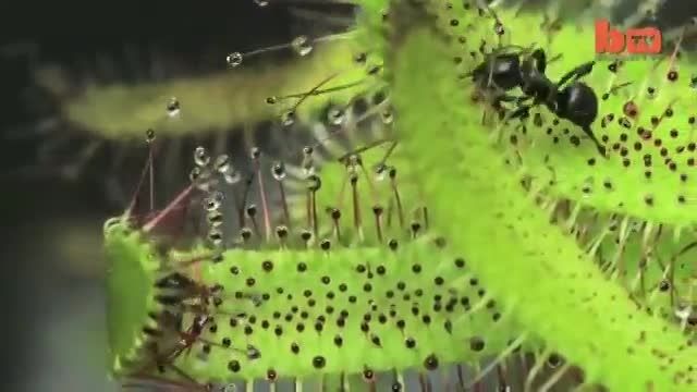 گیاه چگونه حشرات را میگیرد حشره خوارتازگی داره