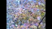 صحنه های زیبا از پاییز ارزنه باخرز(عکاسی چهره ماندگاراسدی)