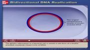 DNA replication_2