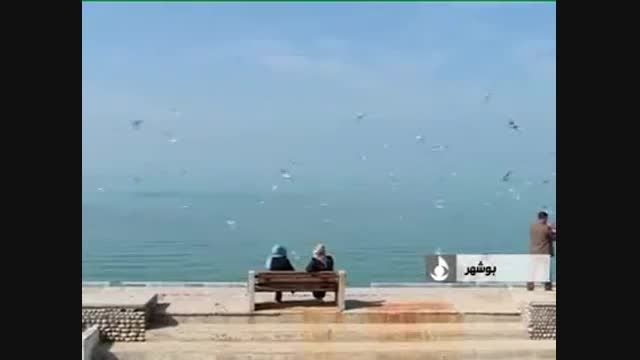 ویدیوی زیبا از مهاجرت پرندگان در سواحل بوشهر