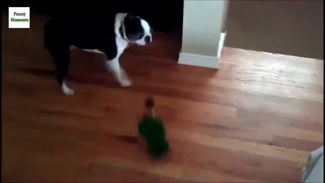 بازی کردن طوطی با سگ