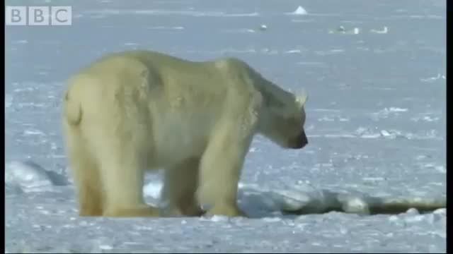 حمله خرس قطبی به نهنگ...
