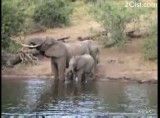 فیلم استثنایی از حمله کرکدیل به یک فیل
