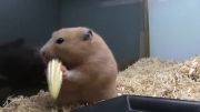 Hamster Shoves Corn in its Cheek