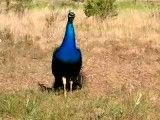 گریه طاووس