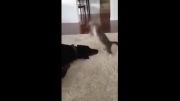 بازی گربه با سگ