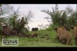 جنگ جوجه تیغی با گله شیرها