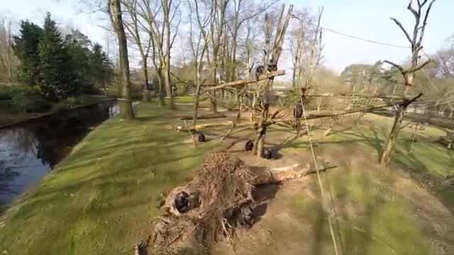 سرنگون کردن یک Drone توسط یک شامپانزه !