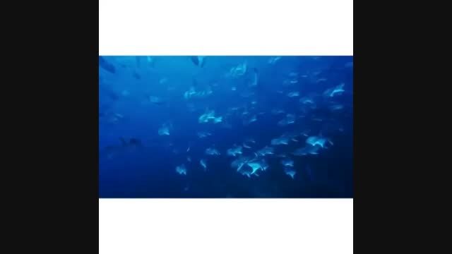 نمایی  دیدنی از زیر آب