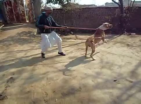 سگ پاکستانی *******