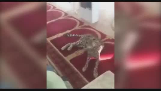 یوزپلنگی که نمازگذاران سعودی را ترساند
