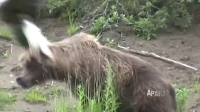 حمله خفن عقاب به خرس