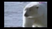 حمله خرس قطبی به گله والروس ها