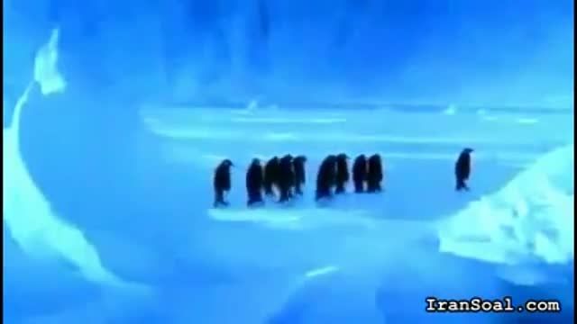 لیزخوردن پنگوئن و...