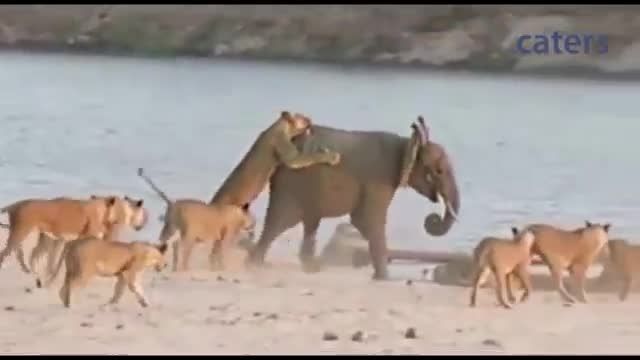 حمله 14 شیر به فیل جوان و شکست و فرار شیرها