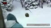 ویدیو کلیپ دیدنی از حرکت جالب یک خرس در تبلیغات سامسونگ