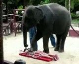 مشت مال فیل