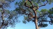 تصاحب شکار پلنگ توسط ماده شیر در بالای درخت